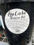 ZYGO CACTUS 14CM 