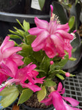 ZYGO CACTUS 14CM 