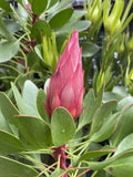 PROTEA LITTLE PRINCE 20CM PBR