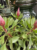 PROTEA LITTLE PRINCE 20CM PBR