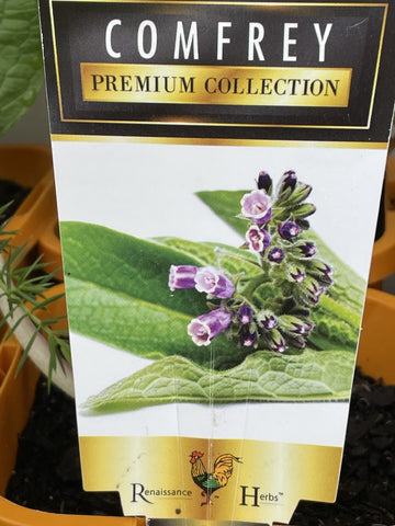 COMFREY 12CM 
