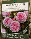 ROSE DAVID AUSTIN OLIVIA ROSE AUSTIN BARE ROOT 
