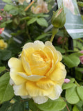 ROSE DAVID AUSTIN THE POET'S WIFE BARE ROOT 