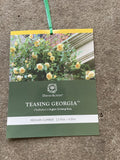 ROSE DAVID AUSTIN CLIMBING TEASING GEORGIA BARE ROOT 