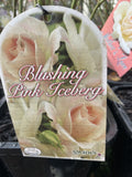 ROSE ICEBERG BLUSHING PINK BARE ROOT
