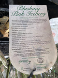 ROSE ICEBERG BLUSHING PINK BARE ROOT