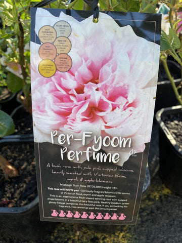 ROSE PER-FYOOM PERFUME 20CM 