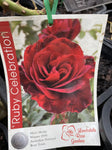 ROSA RUBY CELEBRATION BARE ROOT