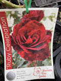 ROSA RUBY CELEBRATION BARE ROOT