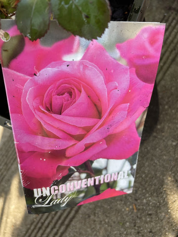 ROSE UNCONVENTIONAL LADY BARE ROOT