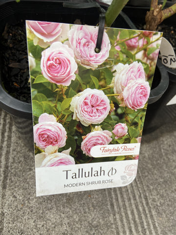 ROSA TALLULAH 20CM 