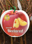 NECTARINE DWARF NECTA RED BARE ROOT