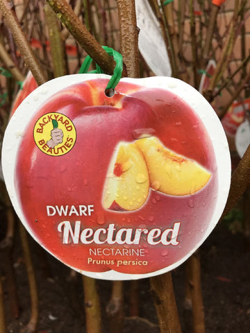 NECTARINE DWARF NECTA RED BARE ROOT