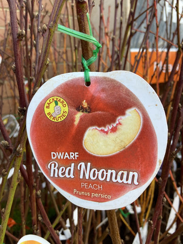 PEACH DWARF RED NOONAN BARE ROOT