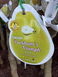 PEAR DWARF PACKHAM'S TRIUMPH BARE ROOT