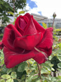 ROSE STANDARD LOVING MEMORY 2FT BARE ROOT