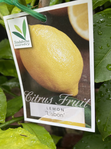 LEMON LISBON 33CM
