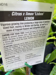 LEMON LISBON 33CM