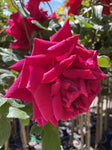 ROSA STANDARD PAPA MEILAND 3FT 20CM 