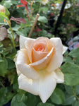 ROSA STANDARD APRICOT NECTAR 3FT BARE ROOT