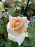 ROSA STANDARD APRICOT NECTAR 3FT BARE ROOT