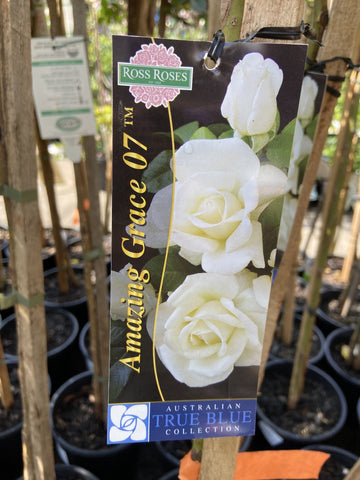 ROSA STANDARD AMAZING GRACE 3FT 20CM 