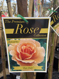 ROSE STANDARD JUST JOEY 2FT BARE ROOT 