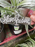 ASTELIA SILVER SHADOW 14CM