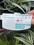 ASTELIA SILVER SHADOW 14CM