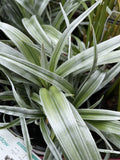 ASTELIA SILVER SHADOW 14CM