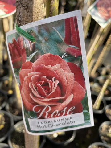 ROSA STANDARD HOT CHOCOLATE 3FT BARE ROOT
