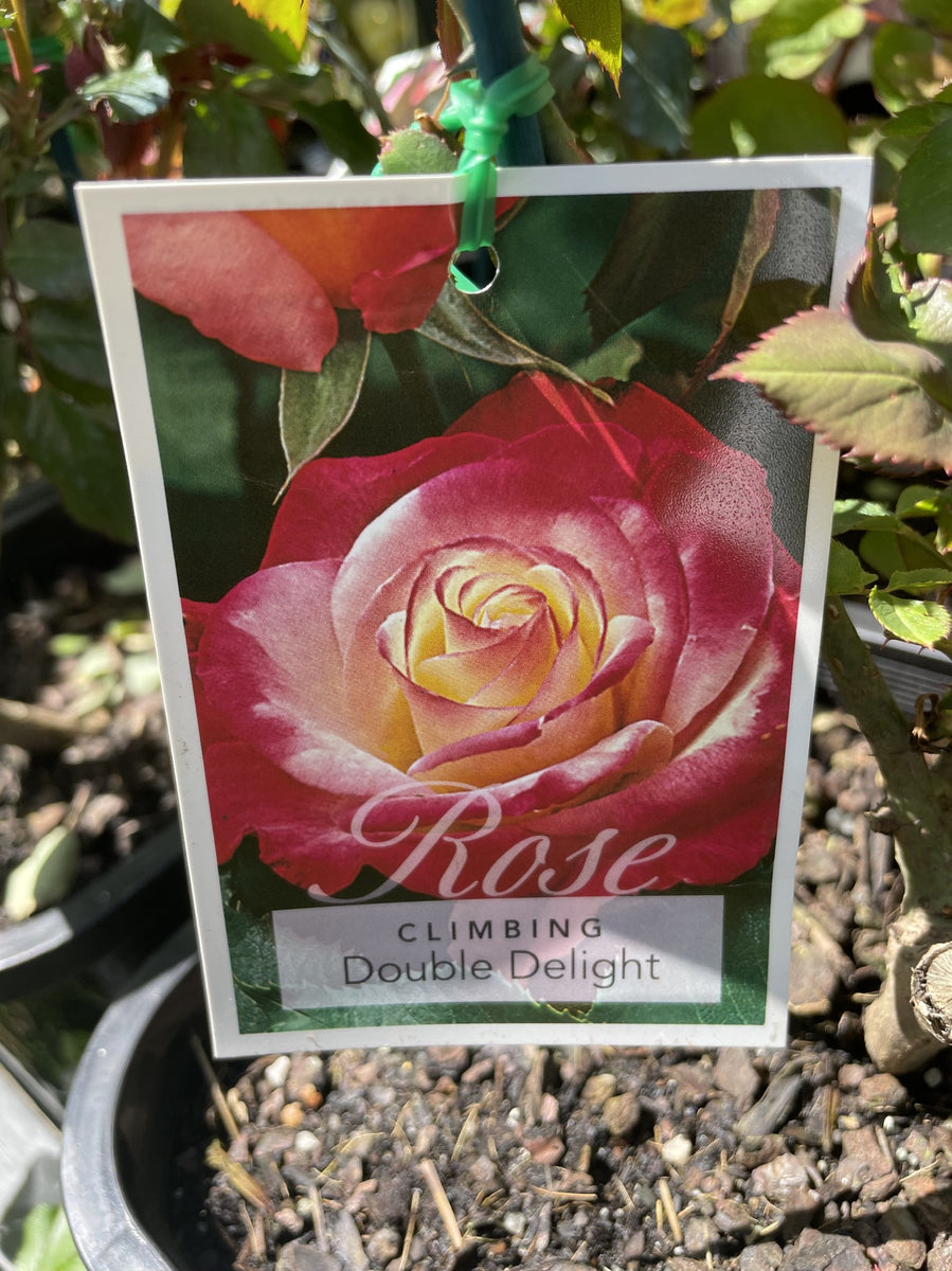 ROSA STANDARD DOUBLE DELIGHT 4FT BARE ROOT – Poyntons Nursery