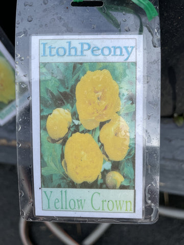 PAEONIA ITOH YELLOW CROWN 20CM 