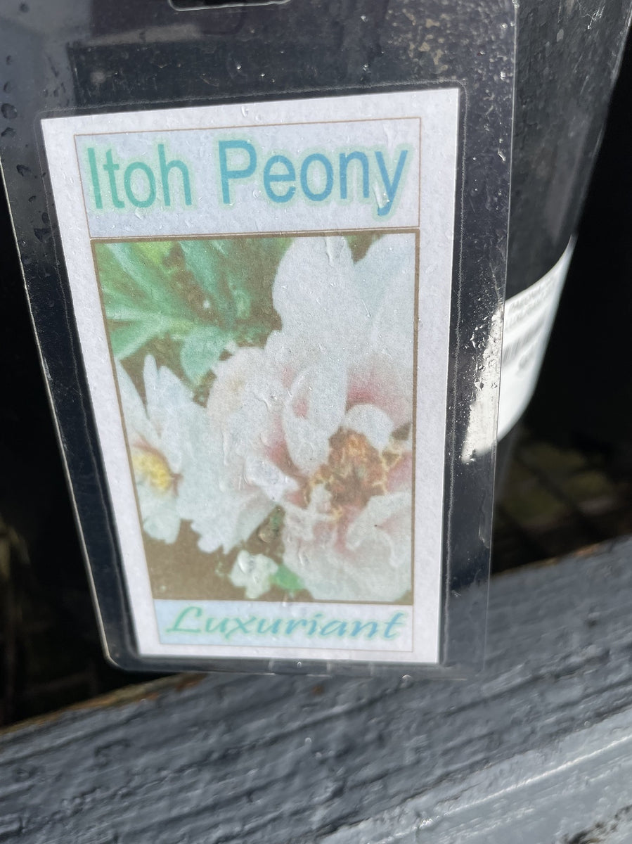 PEONY ITOH LUXURIANT 20CM – Poyntons Nursery