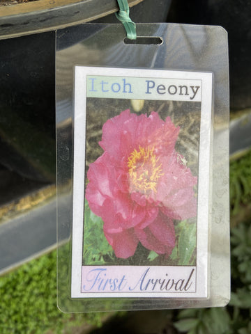 PEONY ITOH FIRST ARRIVAL 20CM 