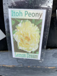 PAEONIA ITOH LEMON DREAM 20CM 