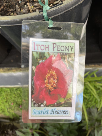PEONY ITOH SCARLET HEAVEN 20CM 
