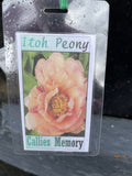 PAEONIA ITOH CALLIES MEMORY 20CM