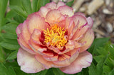 PAEONIA ITOH CALLIES MEMORY 20CM