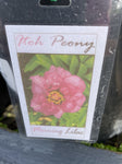 PAEONIA ITOH MORNING LILAC 20CM