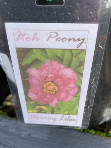 PAEONIA ITOH MORNING LILAC 20CM
