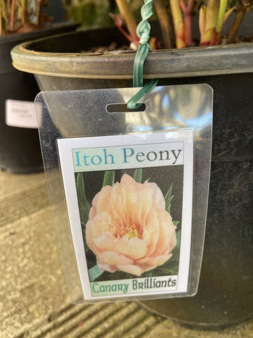 PEONY ITOH CANARY BRILLIANCE 20CM 