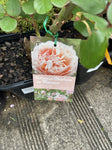 ROSE PRINCESS CHARLENE DE MONACO 20CM 