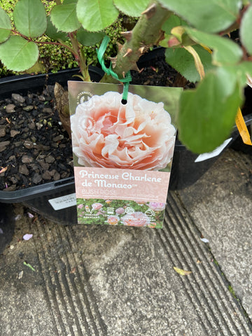 ROSE PRINCESS CHARLENE DE MONACO 20CM 