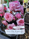 ROSE CLIMBING KISS ME KATE BARE ROOT