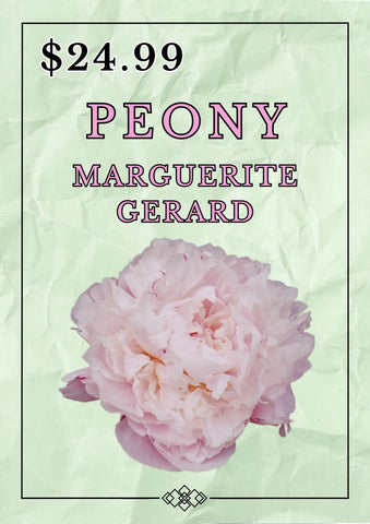 PEONY MARGUERITE GERARD BARE ROOT 