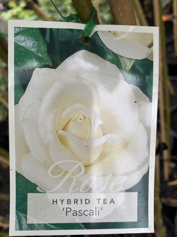 ROSE STANDARD PASCALI 2FT BARE ROOT