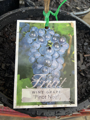 GRAPE PINOT NOIR BARE ROOT