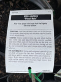 GRAPE PINOT NOIR BARE ROOT