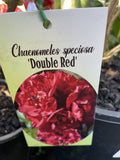 CHAENOMELES DOUBLE RED 14CM